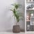 Dracaena Green W/Pot Ap043Ki - 130Cm-Green