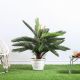 Cycas W/Pot A010Km - 100Cm