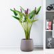 Pontederia Cordata W/Pot A213Ka - 110Cm