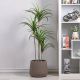 Dracaena Green W/Pot Ap043Ki - 130Cm-Green